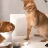 Figurinha de Gatos para WhatsApp