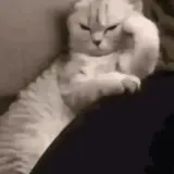 Figurinha para WhatsApp