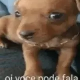 Sticker de Cachorros para WhatsApp