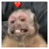 Animais WhatsApp sticker