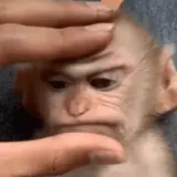 Figurinha de Animais para WhatsApp