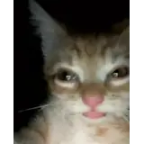 Figurinha para WhatsApp