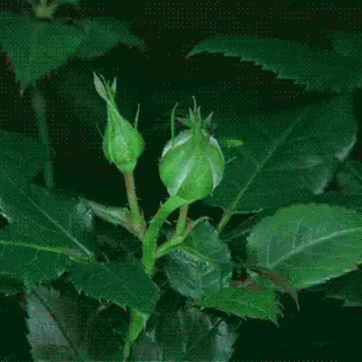 Coletadas sticker 35