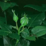 Figurinha para WhatsApp