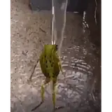 Figurinha para WhatsApp