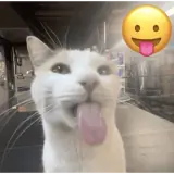 Sticker para WhatsApp