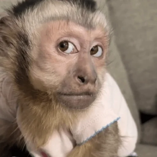 Figurinha para WhatsApp — Animais