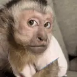 Figurinha de Animais para WhatsApp