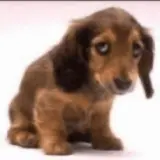 Figurinha para WhatsApp