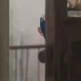 Sticker de Animais para WhatsApp