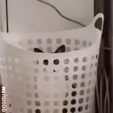 Figurinha para WhatsApp