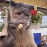 Figurinha de Animais para WhatsApp