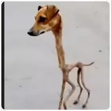 Figurinha para WhatsApp