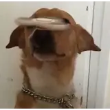 Figurinha de Cachorros para WhatsApp