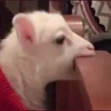 Figurinha de Animais para WhatsApp