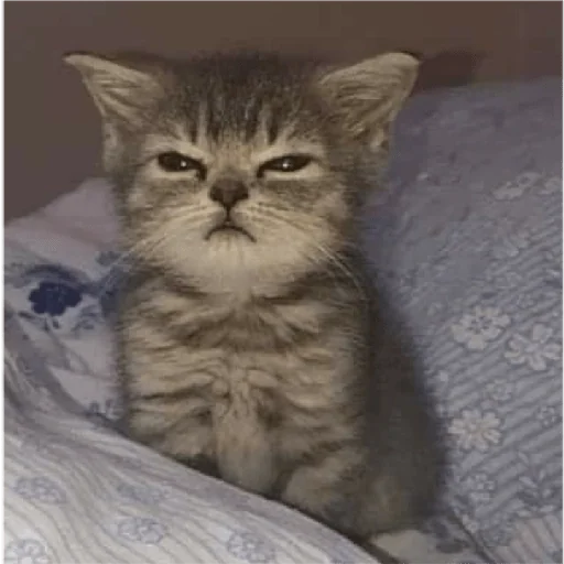 Figurinha para WhatsApp — Gatos