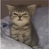 Figurinha de Gatos para WhatsApp