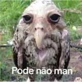 Figurinha de Memes Brasileiros para WhatsApp