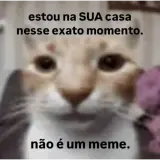 Figurinha de Gatos para WhatsApp