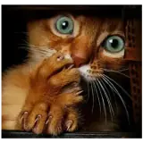 Figurinha de Gatos para WhatsApp