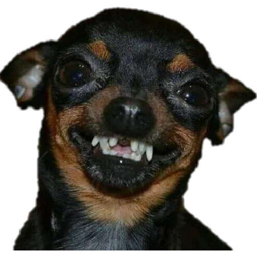 Figurinha para WhatsApp — Cachorros