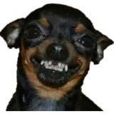 Figurinha de Cachorros para WhatsApp