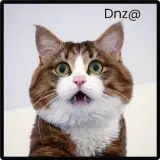 Figurinha de Gatos para WhatsApp