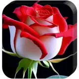 Sticker de Amor para WhatsApp