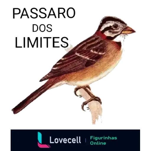 Coletadas sticker 33089