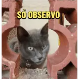 Figurinha de Gatos para WhatsApp