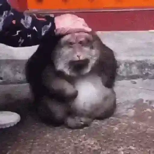 Figurinha para WhatsApp