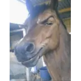 Figurinha de Animais para WhatsApp