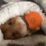 Figurinha de Animais para WhatsApp