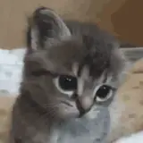 Sticker para WhatsApp