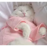 Figurinha de Gatos para WhatsApp