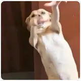 Figurinha de Cachorros para WhatsApp