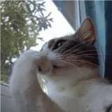 Figurinha para WhatsApp