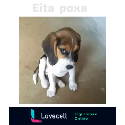 Coletadas sticker 33780