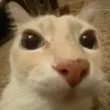 Figurinha de Gatos para WhatsApp