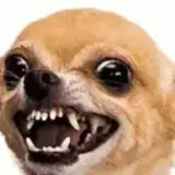 Figurinha de Cachorros para WhatsApp