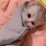 Figurinha para WhatsApp