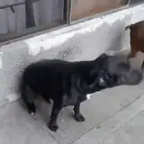 Sticker de Cachorros para WhatsApp