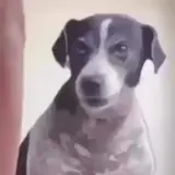 Figurinha de Cachorros para WhatsApp