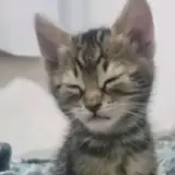 Figurinha para WhatsApp