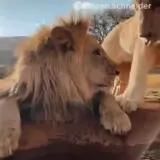 Figurinha de Animais para WhatsApp