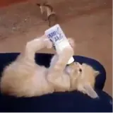 Figurinha de Gatos para WhatsApp