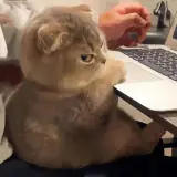 Sticker de Gatos para WhatsApp