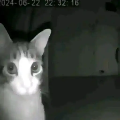 Coletadas sticker 509