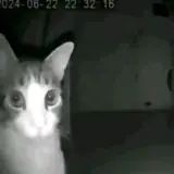 Figurinha para WhatsApp