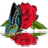 Sticker para WhatsApp